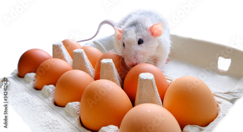 rat nibbles on a shell, sits on chicken eggs on a white background