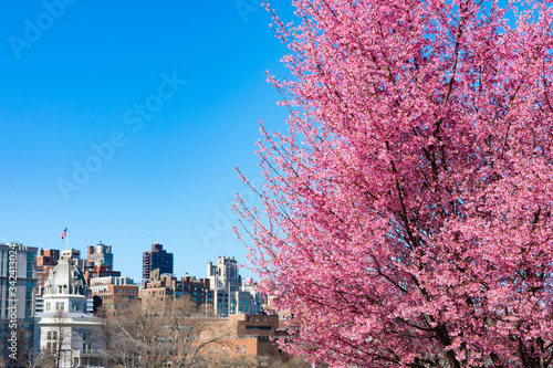Beautiful Pink Flowering Crabapple Trees during Spring in Astoria Queens New York with a Skyline view of Roosevelt Island