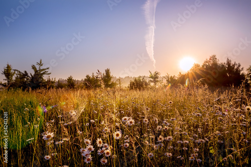 Path in a foggy field with blooming different wildflowers in spring. The sun rising in the fog over the horizon. Beautiful landscape in the early summer morning. photo