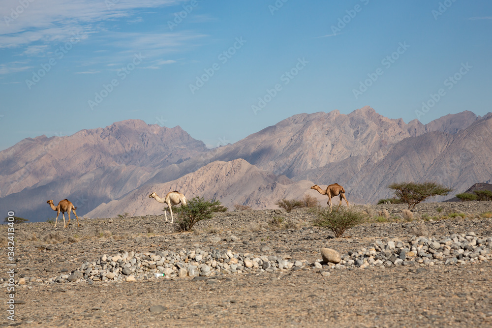 Three camels making their way in barren mountain landscape of Oman's Wadi Mistal Three camels making their way in barren mountain landscape of Oman's Wadi Mistal