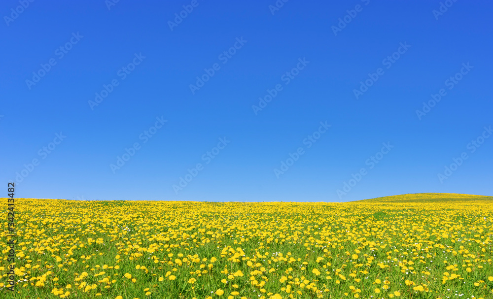 Spring meadow with lots of yellow dandelion flowers and blue sky. Copy space Spring meadow with lots of yellow dandelion flowers and blue sky. Copy space