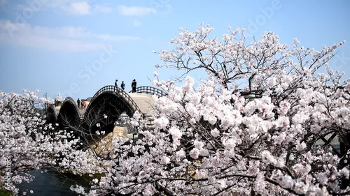 錦帯橋を観光する観光する人々と風に揺れる満開の桜