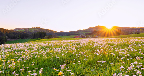 Spring meadow with white cuckoo flowers in the rural Allgäu region at sunset. Bavaria, Germany