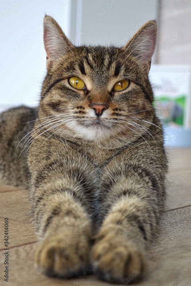 Portrait of a gray striped domestic cat, which lies on the floor and stretches its paws towards the camera. A close up of a cat. High quality photo Portrait of a gray striped domestic cat, which lies on the floor and stretches its paws towards the camera. A close up of a cat. High quality photo