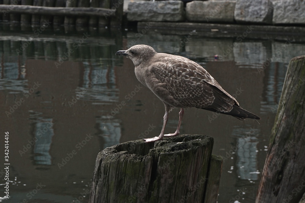 Fototapeta premium Portland, Maine, USA: A juvenile herring gull (Larus argentatus) on a pier in the harbor of Portland, Maine.