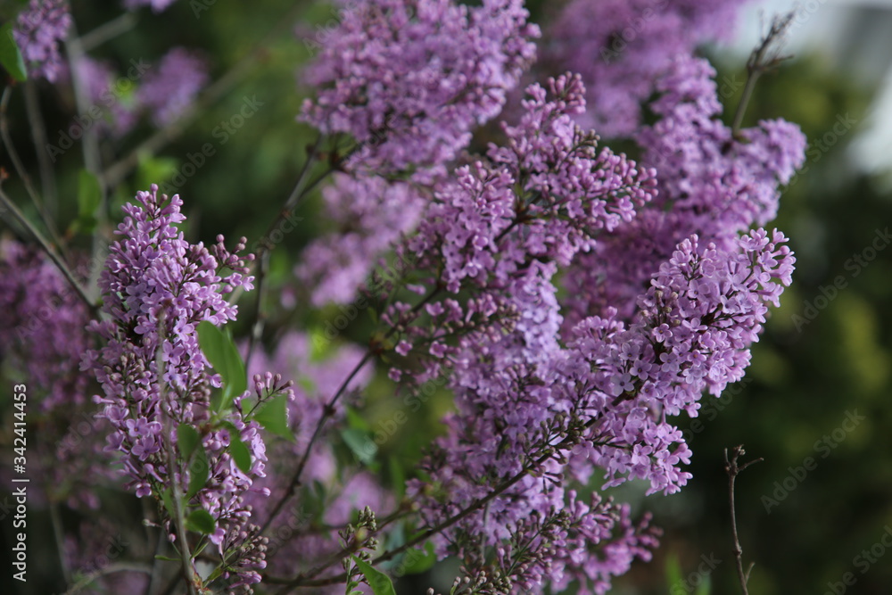 Fototapeta premium Spring blossom background. Beautiful nature scene with blooming tree and sun flare. Sunny day. Spring flowers.
