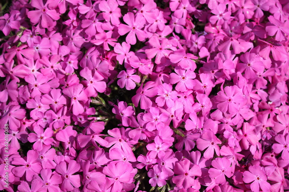 Phlox Phlox