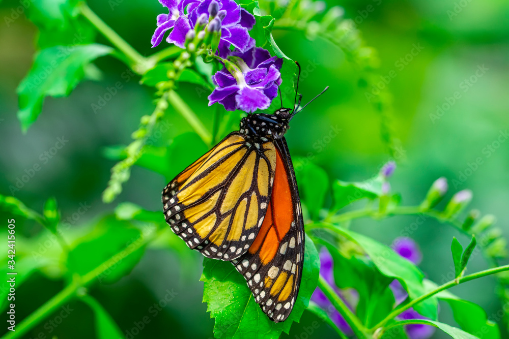 Fototapeta premium Monarch, Danaus plexippus is a milkweed butterfly (subfamily Danainae) in the family Nymphalidae butterfly in nature habitat.
