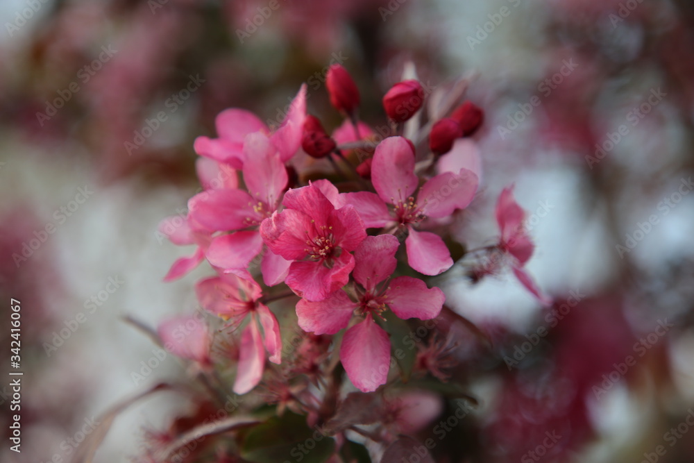 Fototapeta premium Spring blossom background. Beautiful nature scene with blooming tree and sun flare. Sunny day. Spring flowers.