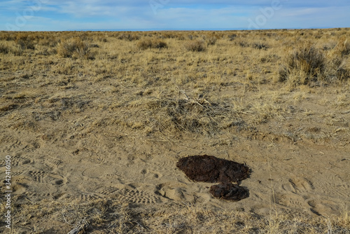 A pile of poop on a prairie in New Mexico