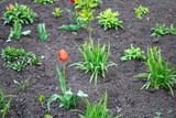 A blooming tulip adorns private households and attracts attention.