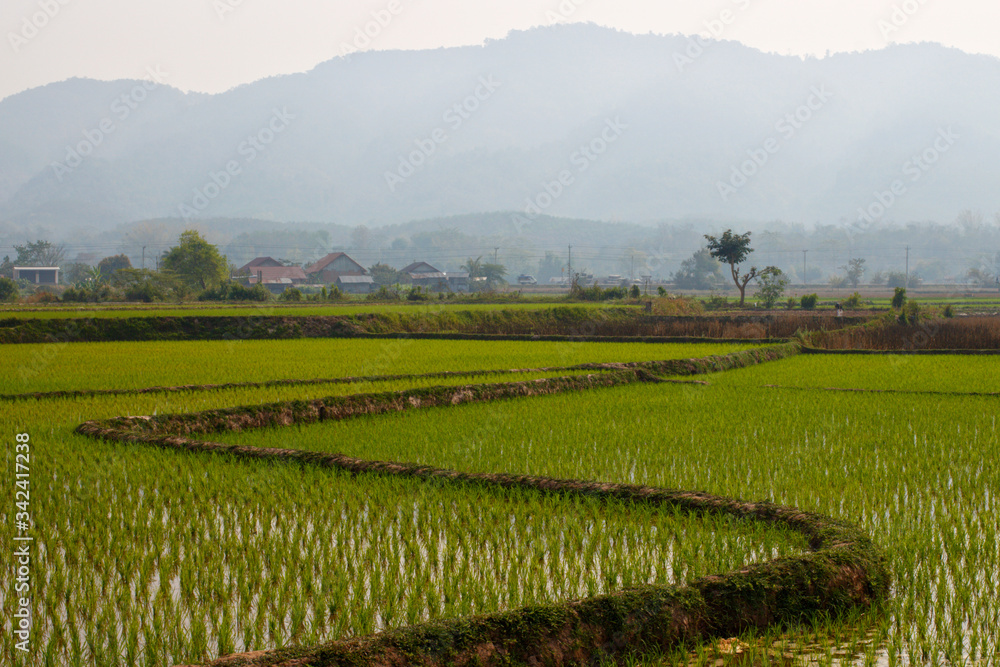 Campo de arroz en Laos