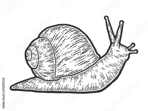 Snail gastropods, isolated animal. Sketch scratch board imitation.