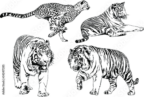 Fototapeta Naklejka Na Ścianę i Meble -  set of vector drawings on the theme of predators tigers are drawn by hand with ink tattoo logos
