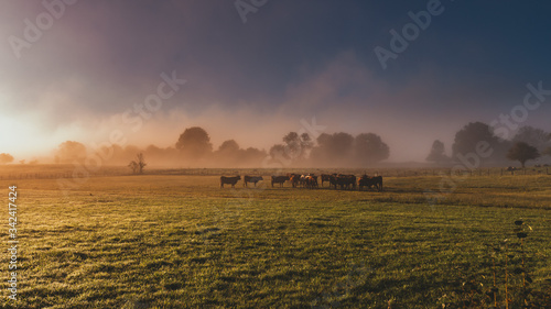 Salers cow in the morning fog in French Cantal	