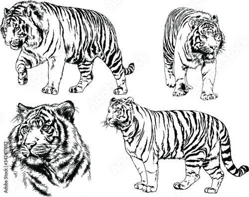 set of vector drawings on the theme of predators tigers are drawn by hand with ink tattoo logos