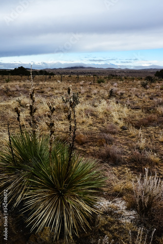 Desert landscape, yucca, cacti and desert plants on the prairies in New Mexico