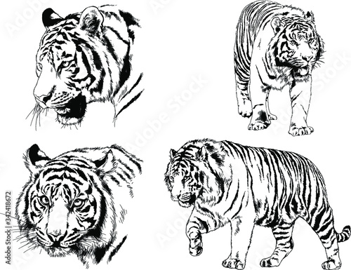 set of vector drawings on the theme of predators tigers are drawn by hand with ink tattoo logos