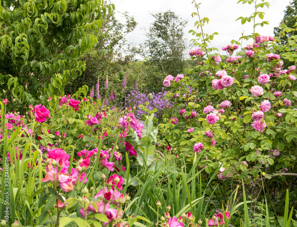 Naklejka premium Gartenparadies mit Rosen