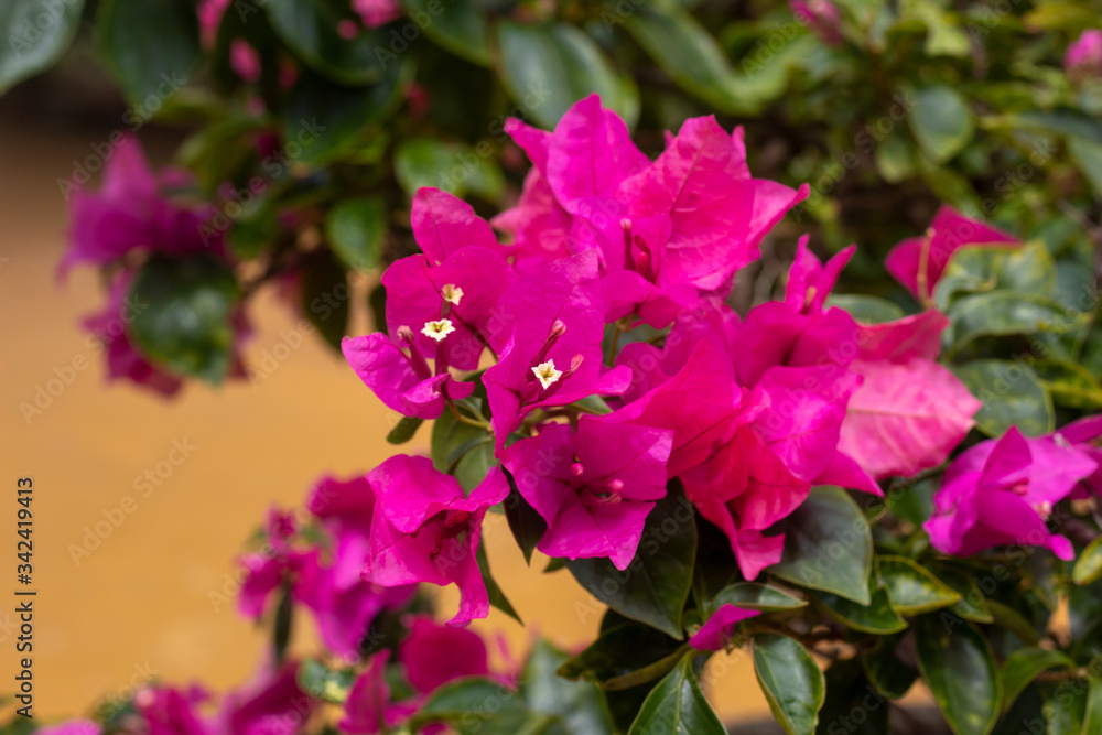 Pink flower over green