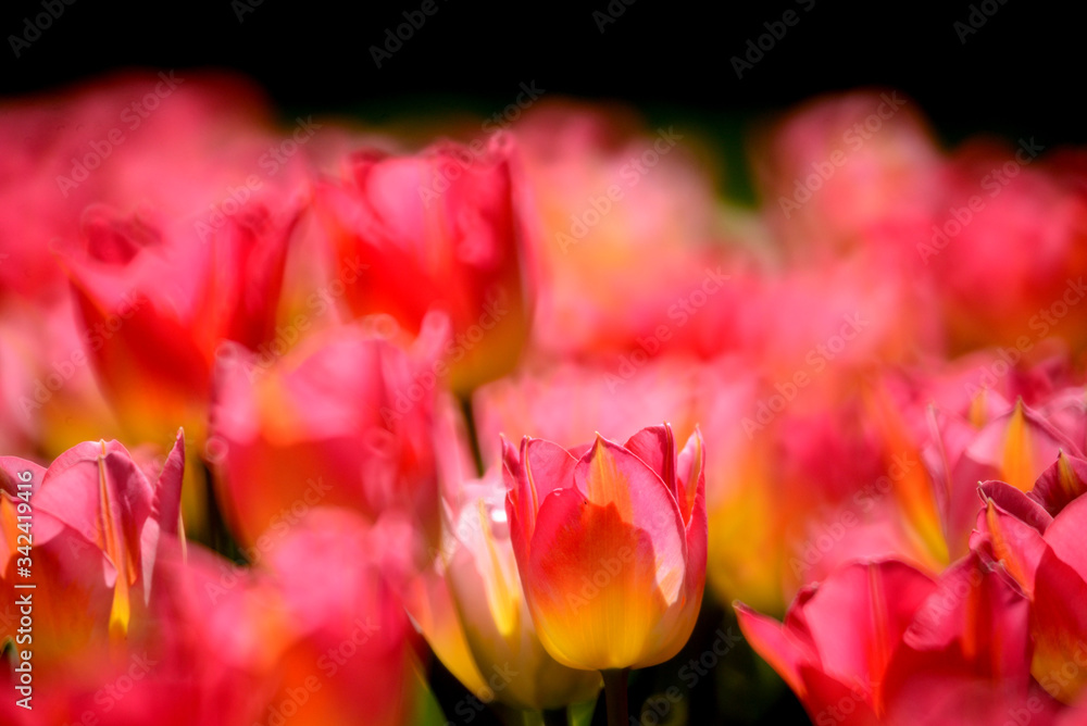 太陽の光をいっぱいに受けるピンク色のチューリップ