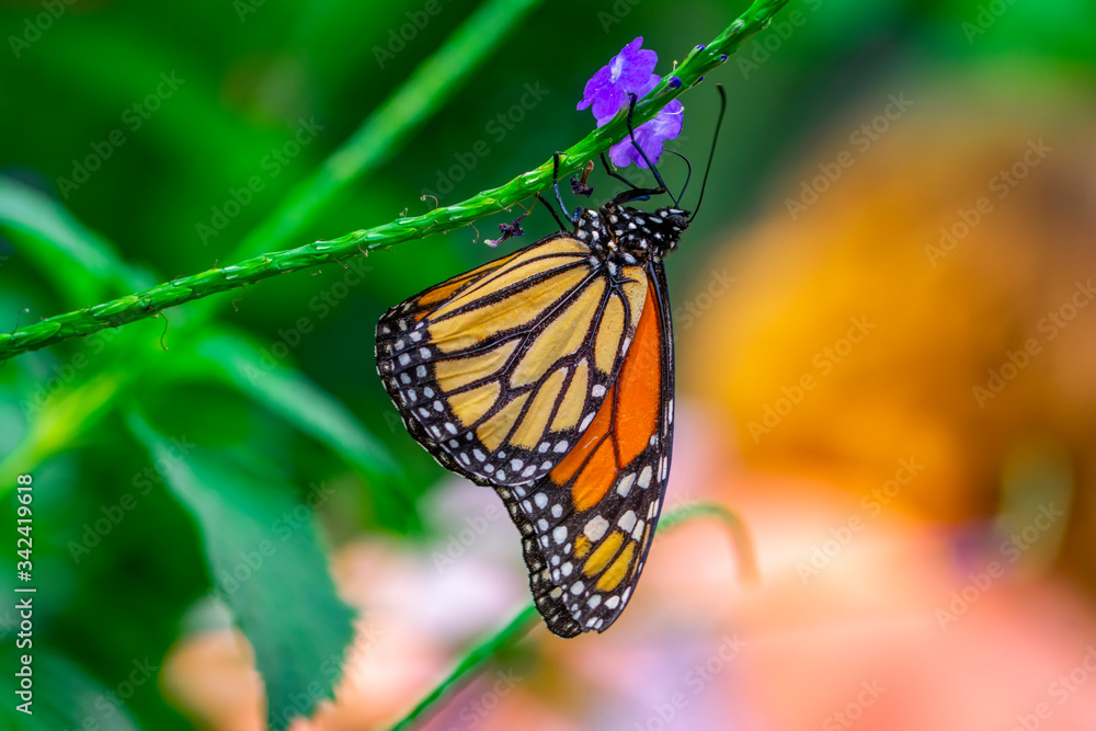 Obraz premium Monarch, Danaus plexippus is a milkweed butterfly (subfamily Danainae) in the family Nymphalidae butterfly in nature habitat.