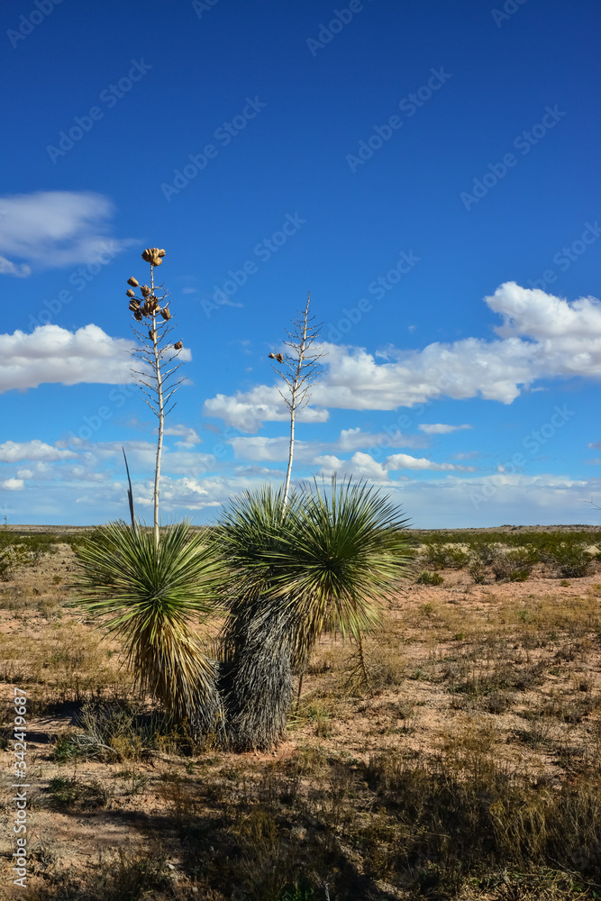 Yucca Tree in a Rocky Desert in New Mexico