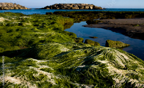 Seaweed in Mediterranean sea Sitges