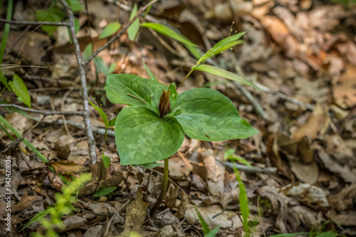 Wild Trillium or toadshade plant photo