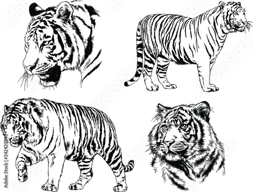 set of vector drawings on the theme of predators tigers are drawn by hand with ink tattoo logos