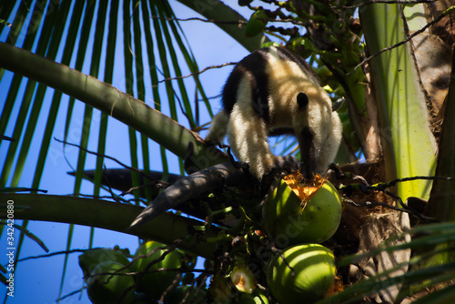 Oso hormiguero en lo alto de una palmera cocotera, bebiendo el agua de un coco. photo