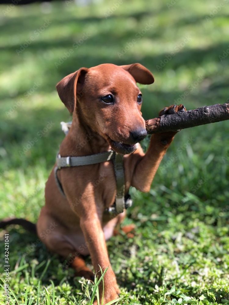 Little puppy dog breeds Tswergpinscher is played by a branch of wood on green grass cute portrait