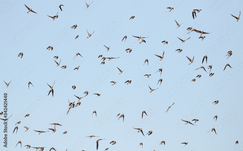 Naklejka Colony of swallows in flight, Sand Martin breeding, flock of birds, riparia riparia