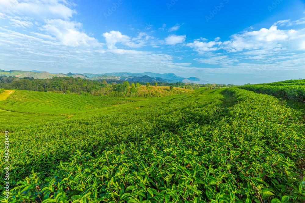 Green tea farm with blue sky background