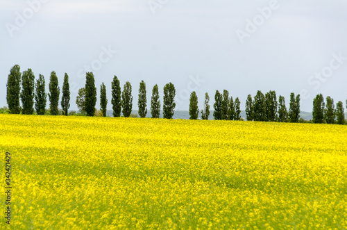 Yellow fields of Canola in Hungary