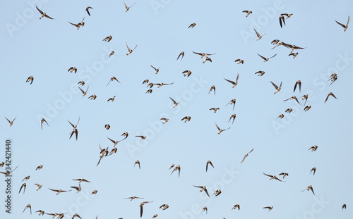 Colony of swallows in flight, Sand Martin breeding, flock of birds, riparia riparia  