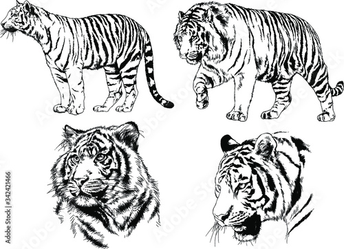 set of vector drawings on the theme of predators tigers are drawn by hand with ink tattoo logos