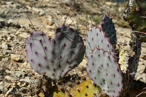 Cacti New Mexico. Prickly pear Opuntia sp. in a rocky desert in New Mexico, USA photo