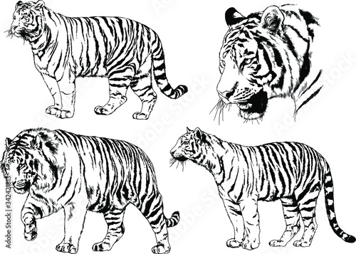 set of vector drawings on the theme of predators tigers are drawn by hand with ink tattoo logos