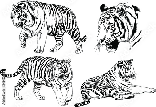 set of vector drawings on the theme of predators tigers are drawn by hand with ink tattoo logos