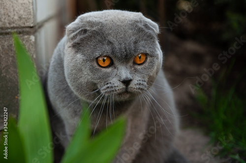 Happy pet on the street. British thoroughbred cat looks away. Gray british playful shorthair cat looks up. Gray british shorthair cat in nature