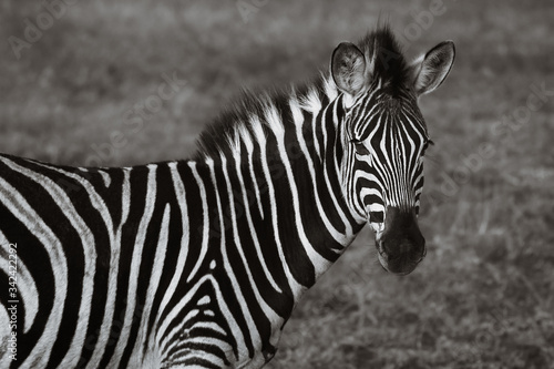 Zebra with head turned towards camera taken in the wild on safari in South Africa. Black and white edit