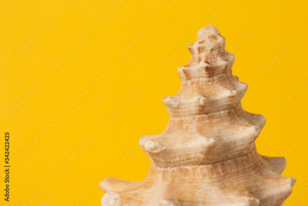 starfish and seashells close-up on a yellow background starfish and seashells close-up on a yellow background