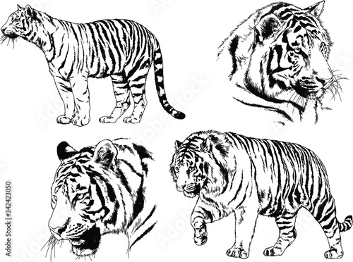 set of vector drawings on the theme of predators tigers are drawn by hand with ink tattoo logos