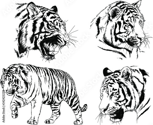 set of vector drawings on the theme of predators tigers are drawn by hand with ink tattoo logos