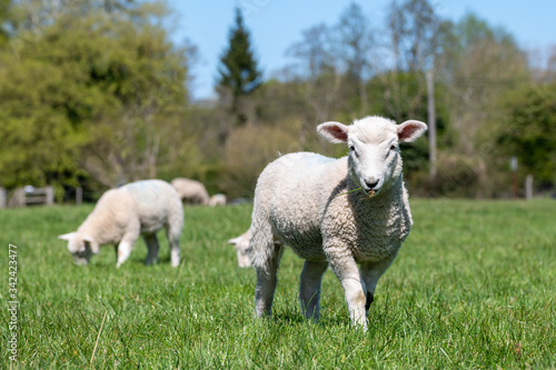 Newborn lambs grazing in a meadow