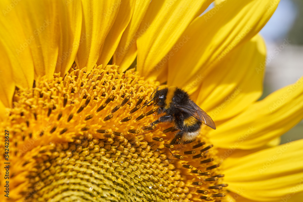 Sunflower. As if the sun had fallen to the ground.
Sunflower. As if the sun had fallen to the ground.