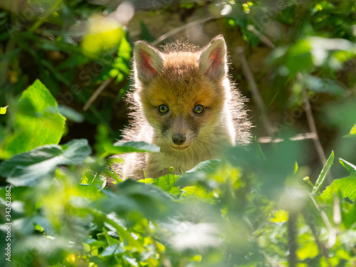 A newly born fox cub (vulpes vulpes) peers from undergrowth in this wild natural setting.Backlit sunlight.Image © Tony Skerl