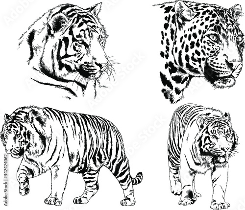 set of vector drawings on the theme of predators tigers are drawn by hand with ink tattoo logos