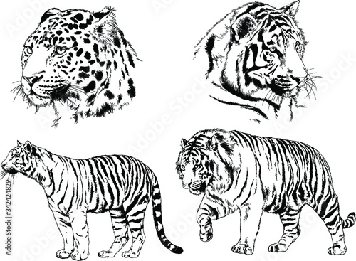 set of vector drawings on the theme of predators tigers are drawn by hand with ink tattoo logos